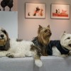 Выставка анималистической книжной иллюстрации «Зверские истории» 