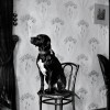 Выставка «Рекс и все, все, все…»