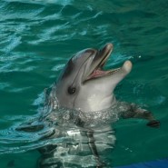 Санкт-Петербургский дельфинарий  фотографии