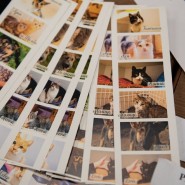 Благотворительная выставка «Високосный кот» фотографии