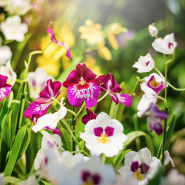 Новогодняя выставка орхидей и бромелий «Осколки радуги- 2022» фотографии