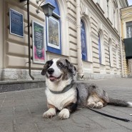 Программа «Пес с собой!» в Музее истории религии фотографии