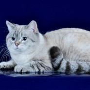 Международная выставка-продажа кошек «В гостях у Саффи» фотографии