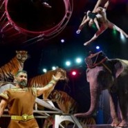 Итальянский цирк Togni фотографии