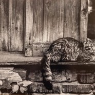 Выставка «Сила тишины: искусство здесь и сейчас» фотографии
