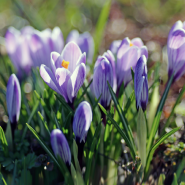 Фестиваль «Тайны Весеннего королевства-2026»  фотографии