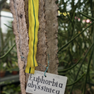 Патриотическая прогулка «Блокадная повесть Ботанического сада» 2026 фотографии