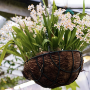 Фестиваль «Ботанический Новый год»2026 фотографии