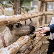 Знакомство с Карелией: хаски, олени, водопады и мраморный каньон Рускеала фотографии