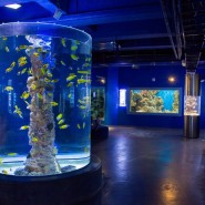 Выставка рыбок-петушков в Океанариуме фотографии