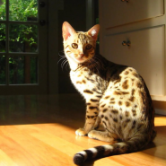 Public talk о кошках «От умиления до осознанности: как понять свою кошку?» фотографии