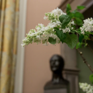 В Александровском дворце цветет сирень 2023 фотографии