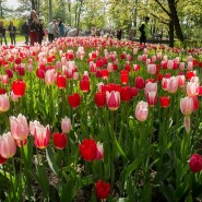 Фестиваль тюльпанов на Елагином острове онлайн фотографии