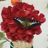 Выставка тропических бабочек в ТРК «Лето» фотографии