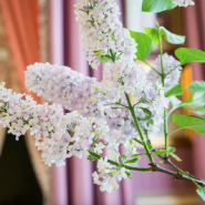 В Александровском дворце цветет сирень в январе 2022 фотографии