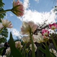 Фестиваль тюльпанов на Елагином острове 2021 фотографии