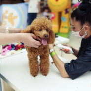 Фестиваль «Dog Fest» в ТРК Лето 2025 фотографии