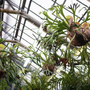 Ботанический фестиваль «Торжествуй, зелёный май!» 2026 фотографии