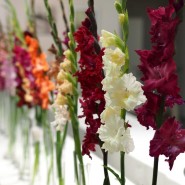 Фестиваль цветов в Ботаническом саду 2017 фотографии