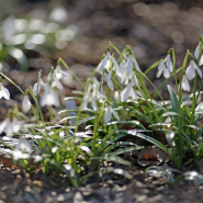 Фестиваль «Тайны Весеннего королевства-2026»  фотографии
