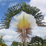 Выставка «Мадагаскар: уникумы растительного мира» фотографии