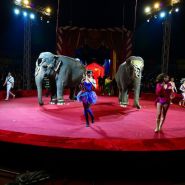 Цирк-шапито «Розовый Слон» фотографии