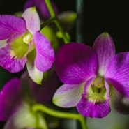 Выставка орхидей и бромелий «Осколки радуги» 2021/22 фотографии