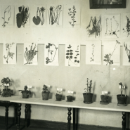 Патриотическая прогулка «Блокадная повесть Ботанического сада» 2026 фотографии