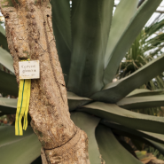 Патриотическая прогулка «Блокадная повесть Ботанического сада» 2026 фотографии