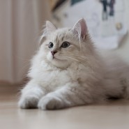 Фестиваль сибирских кошек фотографии