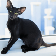 Фестиваль «Экзотические кошки породы Ориенталы и Серенгети» фотографии