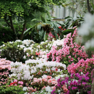 Фестиваль «Ботанические каникулы» 2026 фотографии