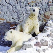 День Рождения Белой медведицы в Ленинградском зоопарке фотографии
