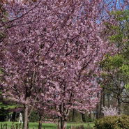 Ботанический фестиваль «Торжествуй, зелёный май!» 2026 фотографии