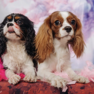 Семейный праздник – «Твоя очередь вилять хвостом» ТРЦ Охта Молл фотографии