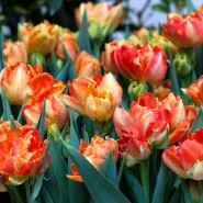 Выставка тюльпанов «Мечты о весне: путешествие в Голландию» фотографии