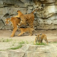 День тигра в Ленинградском зоопарке 2017 фотографии