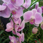 Выставка орхидей в Ботаническом саду 2016 фотографии