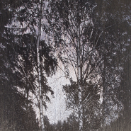Выставка фотографа Мэттью Брандта «Таинственный лес» фотографии