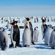 Выставка «Антарктида: два века исследования» фотографии