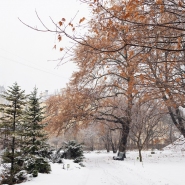 Фестиваль «Ботанический Новый год»2026 фотографии