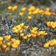 Фестиваль «Ботанические каникулы» 2026 фотографии