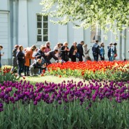 Фестиваль тюльпанов на Елагином острове 2021 фотографии
