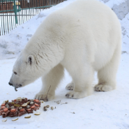 Международный День белого медведя в Ленинградском зоопарке 2019 фотографии