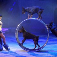 Премьера цирковой программы «ЦиркUS 2.0» фотографии