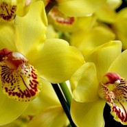 Выставка орхидей в Ленинградском Зоопарке фотографии