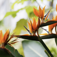 Фестиваль «Ботанические каникулы» 2026 фотографии