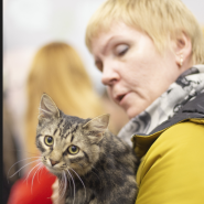 Выставка-пристройство кошек «Кот Морган рекомендует себя» фотографии