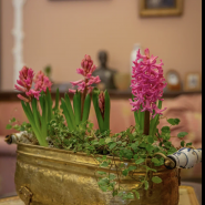 В музее-заповеднике «Царское Село» в январе зацвели сирень и миндаль фотографии