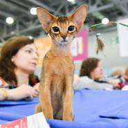 Выставка «Мир кошек- 2021» фотографии
